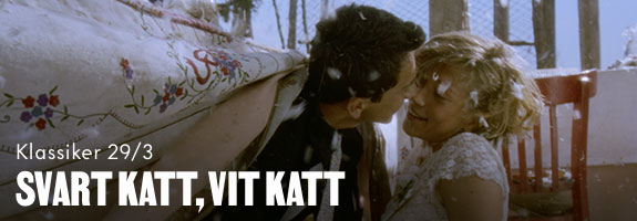 Svart katt, vit katt